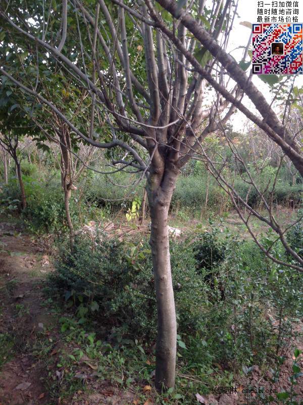 西府海棠 西府海棠