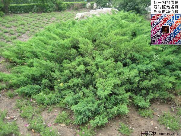 沭陽的地柏基地