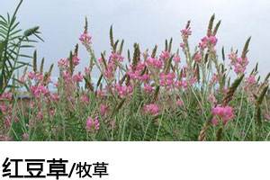 紅豆草種子