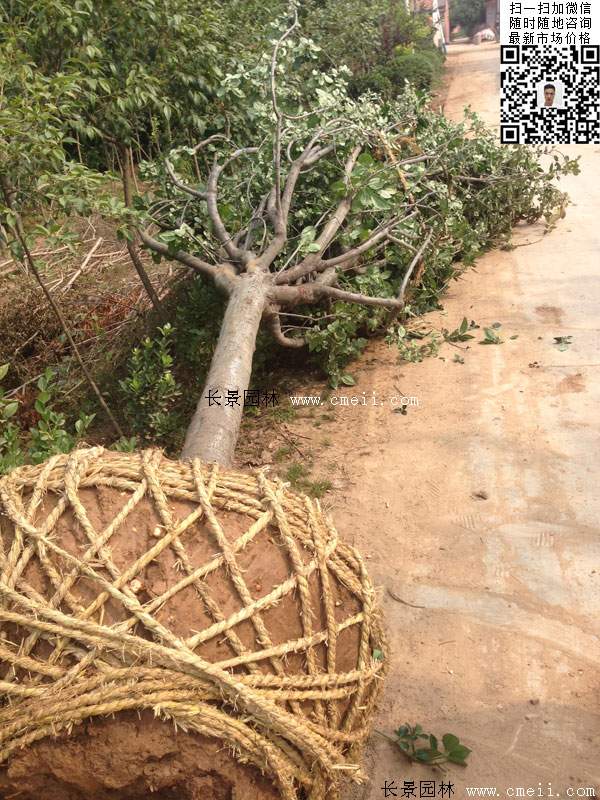 西府海棠樹 西府海棠樹