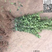 哪里有大葉黃楊綠籬苗 價格是多少？