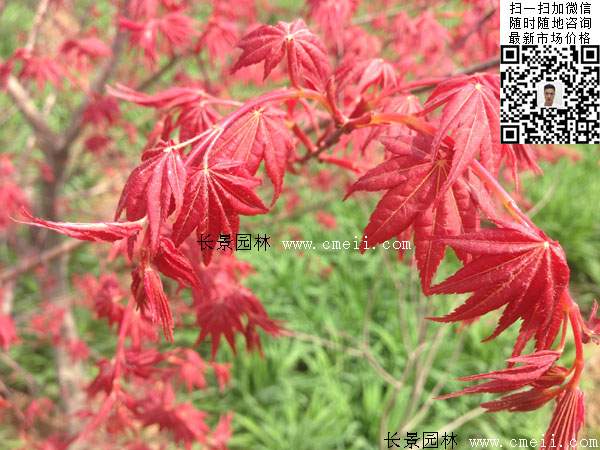 日本紅楓 日本紅楓