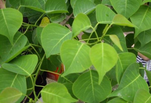 烏桕籽價(jià)格 烏桕籽價(jià)格