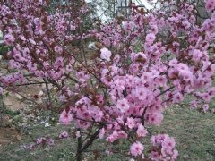 哪里有櫻花樹(shù)賣_櫻花樹(shù)多少錢(qián)一棵