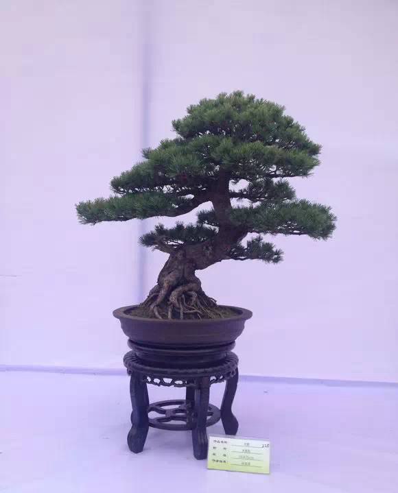 大阪松和五針松的特點簡介以及如何區(qū)分