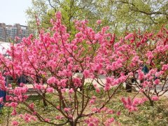 沭陽(yáng)紅葉碧桃樹(shù)價(jià)格參考