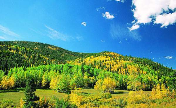 學(xué)習(xí)國外苗木行業(yè)經(jīng)驗，搶先了解國內(nèi)市場動態(tài)