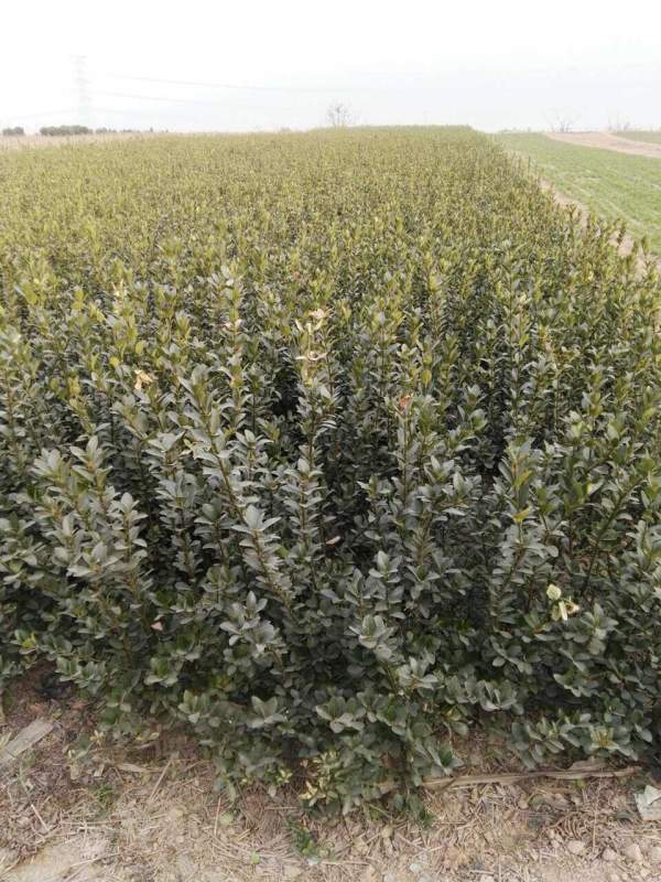 山東大葉黃楊華北大葉黃楊 山東大葉黃楊華北大葉黃楊