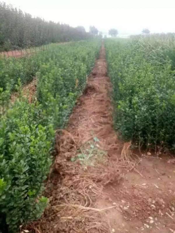 山東大葉黃楊華北大葉黃楊 山東大葉黃楊華北大葉黃楊