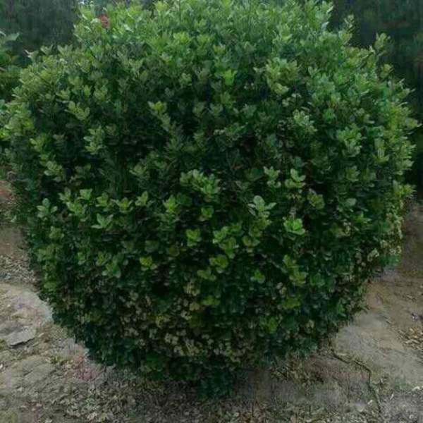 大葉黃楊是常綠嗎，是的