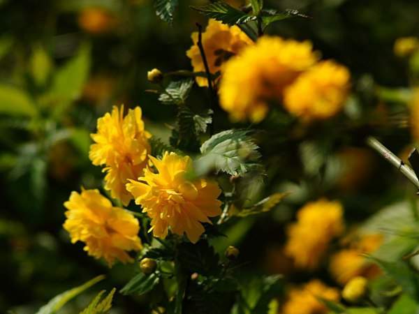 棣棠花的花語是什么？