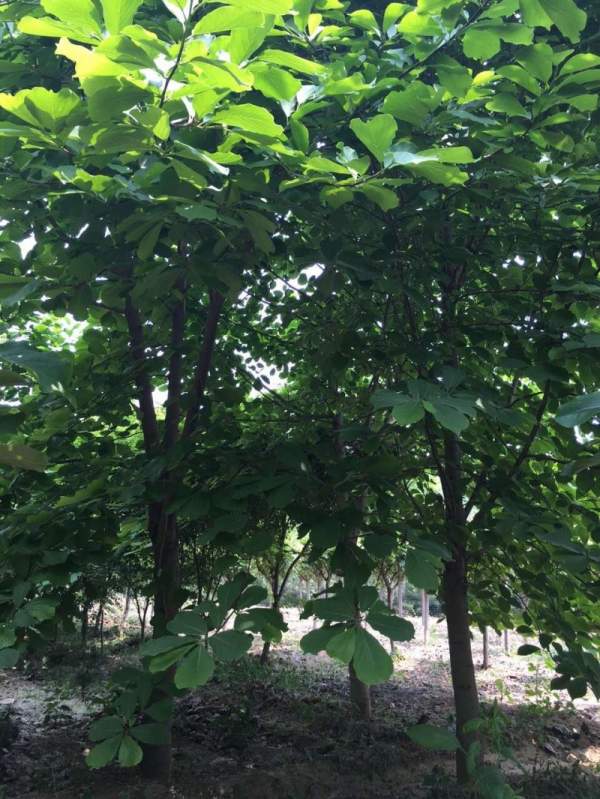 紫玉蘭樹圖片 紫玉蘭樹圖片