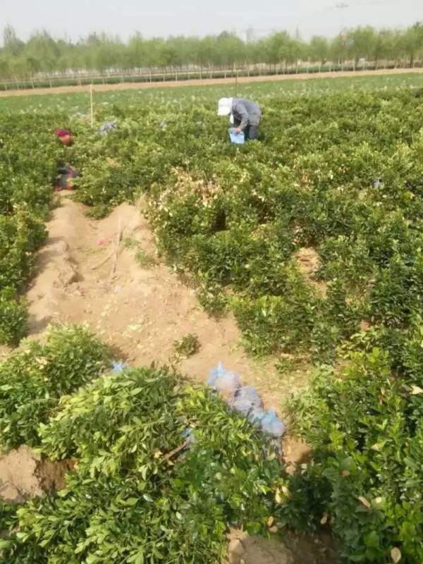 河北定州大葉黃楊苗圃 河北定州大葉黃楊苗圃