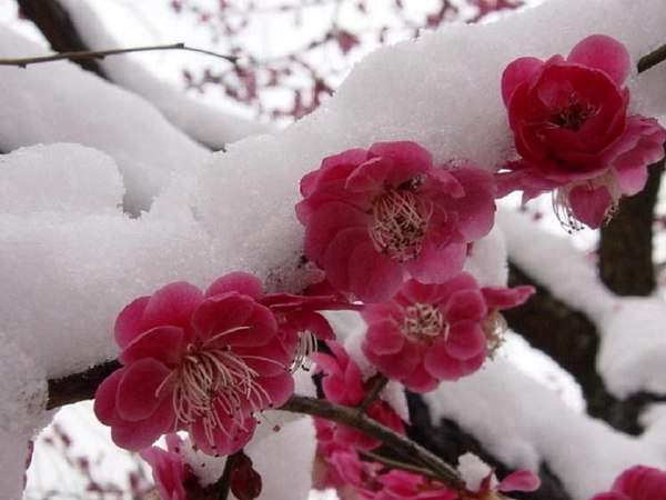 紅梅的花語是什么?