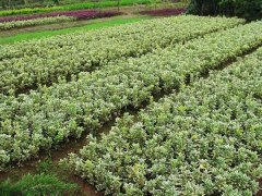 金邊黃楊小苗的價(jià)格是多少？