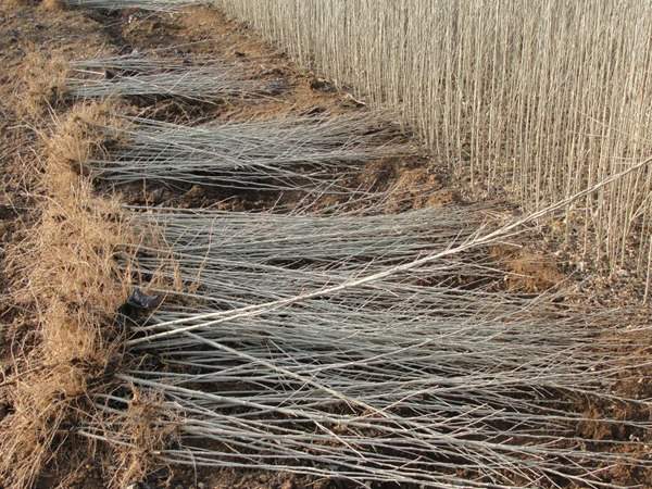 綠化苗木起苗出圃都有哪些注意事項？