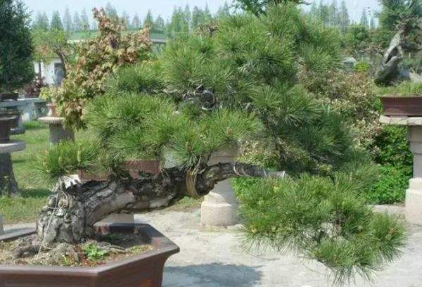 黑松造型盆景 黑松造型盆景