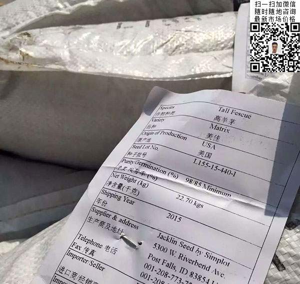 高羊茅草坪種子 高羊茅草坪種子