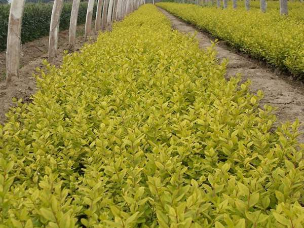 金葉女貞如何進(jìn)行繁殖育苗?