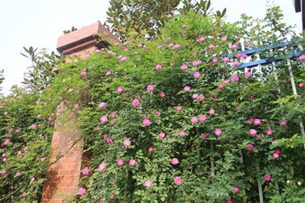 藤本月季院墻 藤本月季院墻