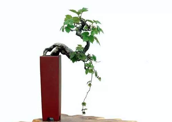 爬山虎微型盆景 爬山虎微型盆景