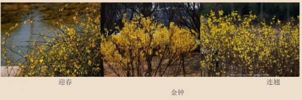 迎春花、金鐘和連翹如何區分？