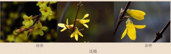迎春花、金鐘和連翹如何區分？