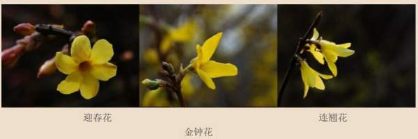 迎春花、金鐘和連翹如何區分？