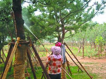苗木殺蟲除蟲 苗木殺蟲除蟲