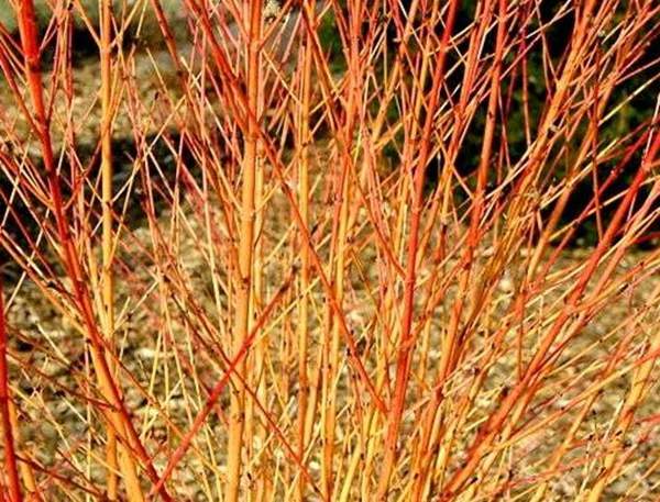 色彩鮮艷的火焰紅瑞木 色彩鮮艷的火焰紅瑞木
