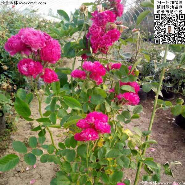 月季樹(shù)狀月季花基地