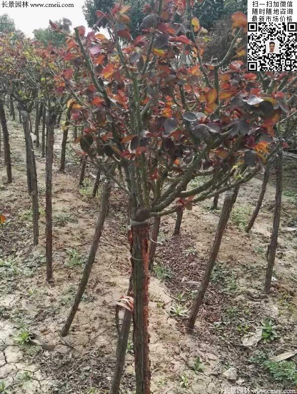 月季樹(shù)狀月季花基地