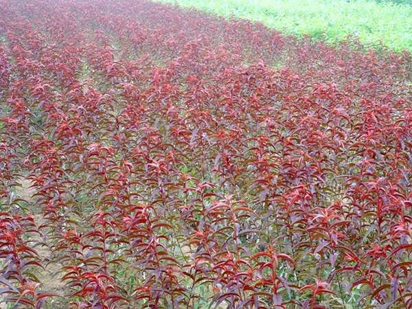 紅葉碧桃小苗 紅葉碧桃小苗