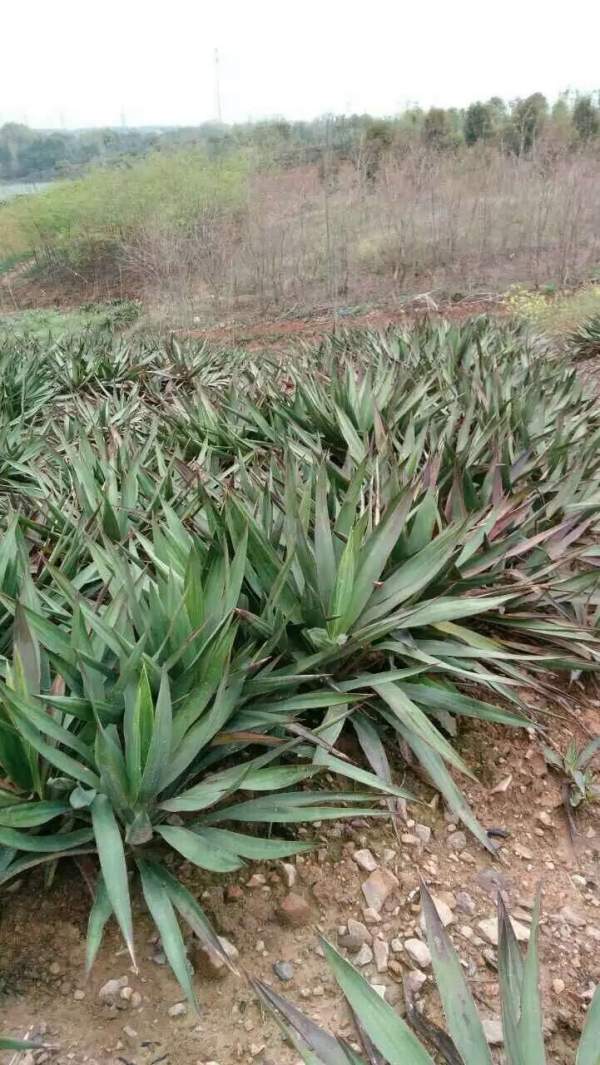 冠幅60公分80公分劍麻苗出售圖片 冠幅60公分80公分劍麻苗出售圖片