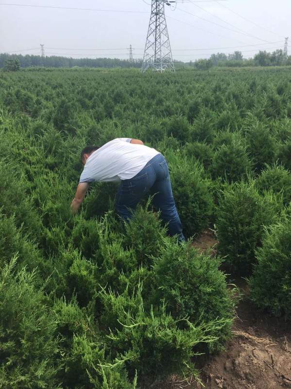 高度40公分50公分60公分蜀檜苗 高度40公分50公分60公分蜀檜苗