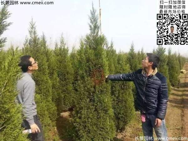 高度2.2米2.5米大蜀檜精品苗冠幅大 高度2.2米2.5米大蜀檜精品苗冠幅大