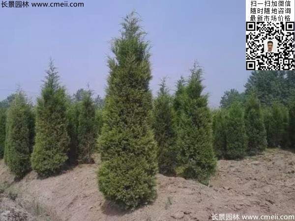 高度3米3.5米大蜀檜挖苗現場大量供應中 高度3米3.5米大蜀檜挖苗現場大量供應中