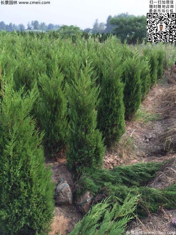 高度60公分70公分80公分蜀檜大量供應(yīng) 高度60公分70公分80公分蜀檜大量供應(yīng)