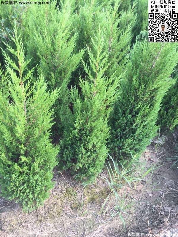 高度50公分60公分70公分蜀檜大量批發(fā)供應(yīng) 高度50公分60公分70公分蜀檜大量批發(fā)供應(yīng)