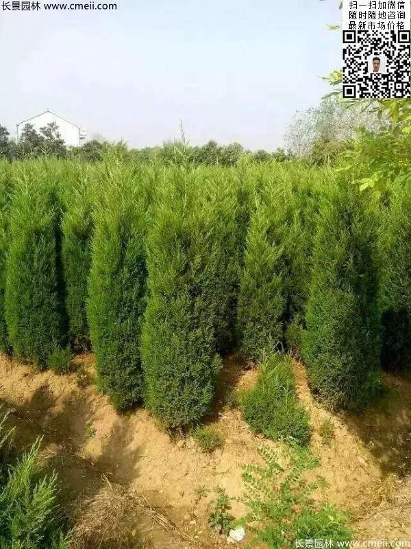 高度1米1.2米蜀檜精品苗優惠價格出售 高度1米1.2米蜀檜精品苗優惠價格出售