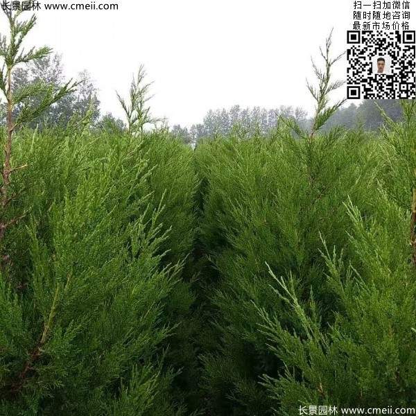 高度1米1.2米蜀檜精品苗優惠價格出售 高度1米1.2米蜀檜精品苗優惠價格出售