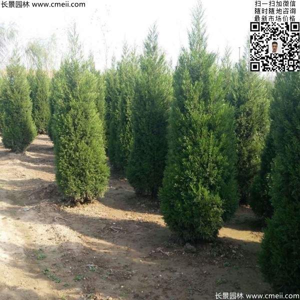 常綠松柏植物塔柏圖片