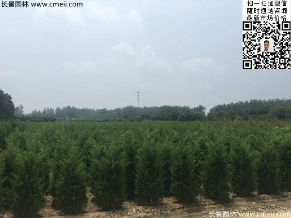 常綠松柏植物塔柏圖片