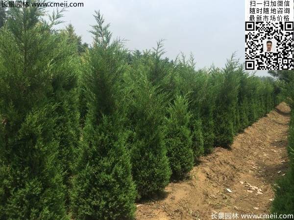 公路綠化植物常綠松柏圓柏圖片