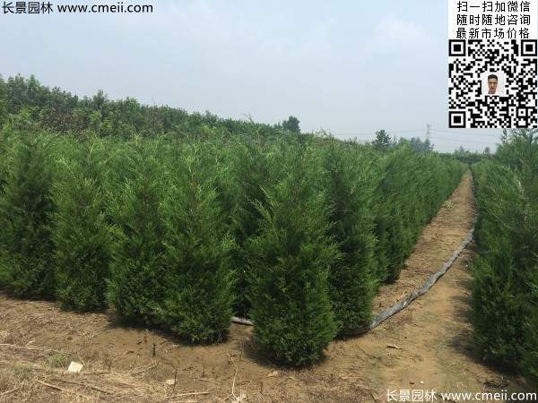 公路綠化植物常綠松柏圓柏圖片