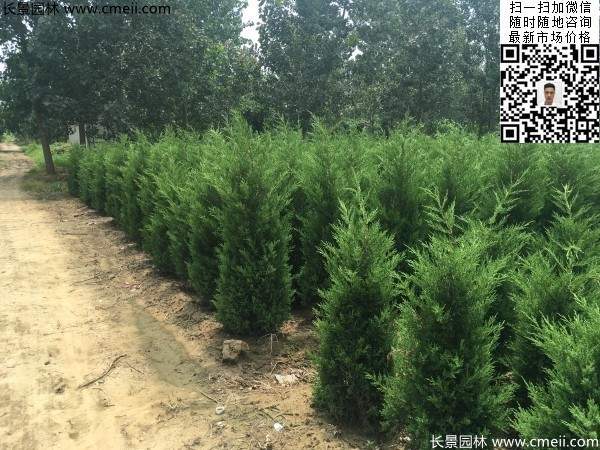 公路綠化植物常綠松柏圓柏圖片