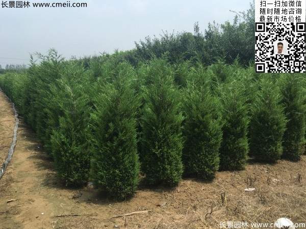 公路綠化植物常綠松柏圓柏圖片