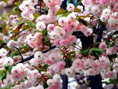 較大的櫻花樹基地，只有你不知道在哪里吧？