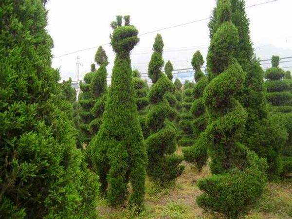 勁爆眼球的檜柏造型，心都醉了