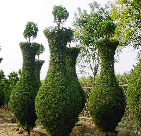 勁爆眼球的檜柏造型，心都醉了